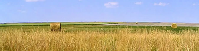 Hay bales in a field