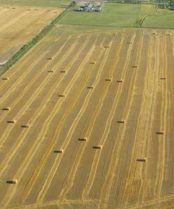 Field of hay bales seen from a plane