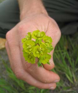 Leafy Spurge